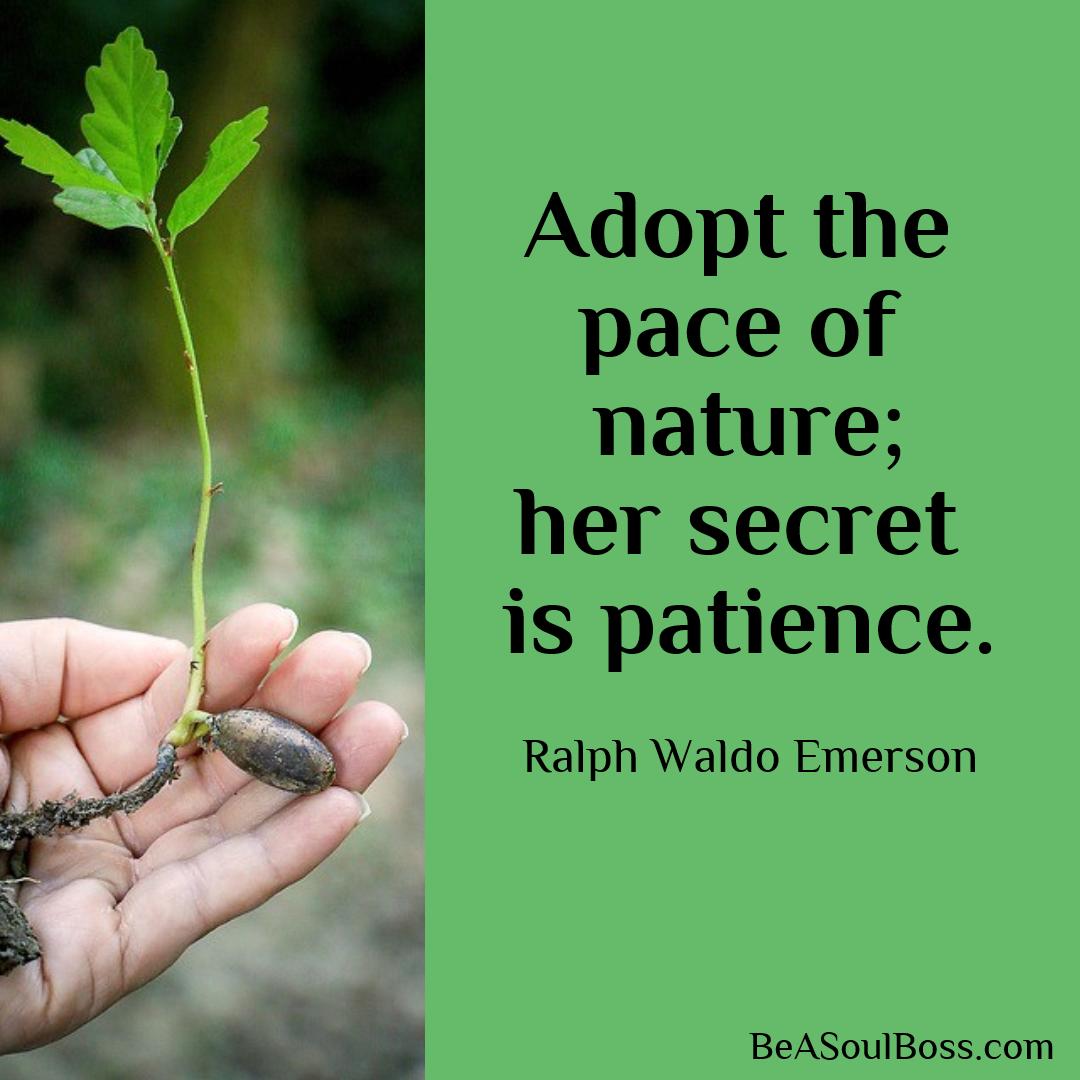 Adopt The Pace of Nature