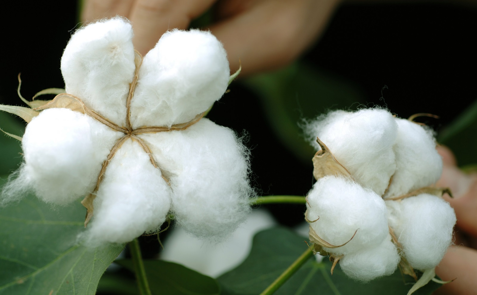 Growing Cotton with Your Kids