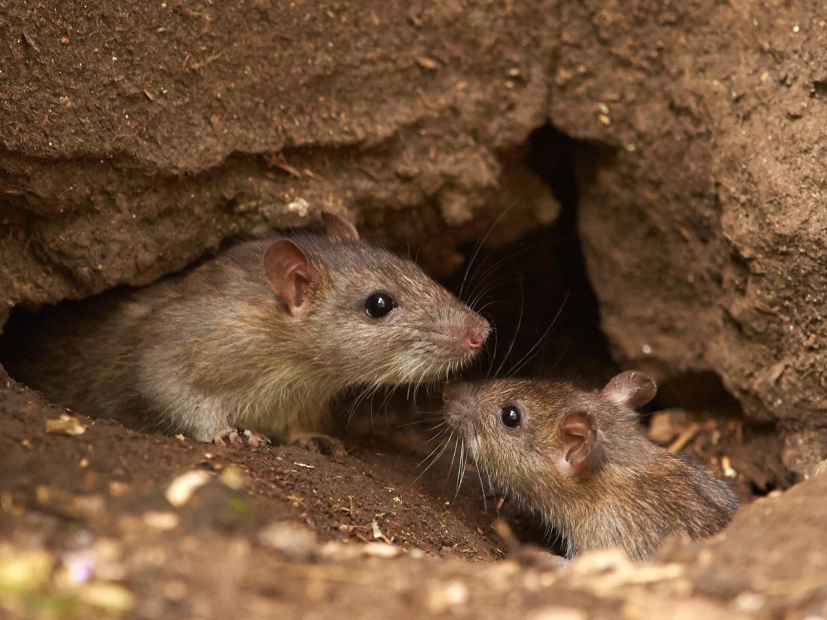 Health hazards by Mice and Rat Infestations