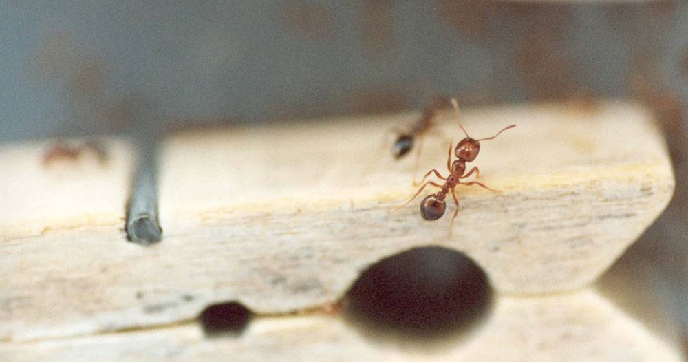ant treatment Brisbane