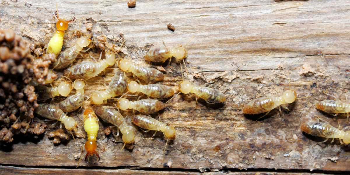 Termites Treatment Perth